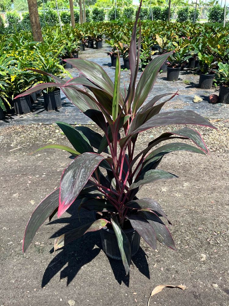 cordyline-fruticosa-red-sister-ti-plant-cordyline-terminalis-dracaena-terminalis