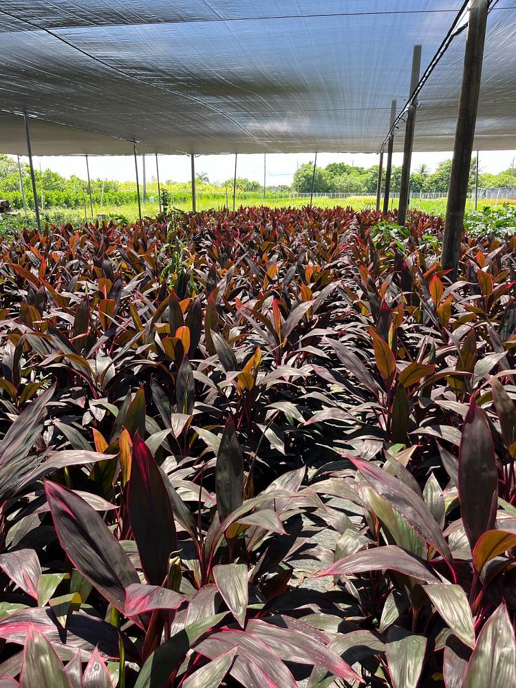 cordyline-fruticosa-red-sister-ti-plant-cordyline-terminalis-dracaena-terminalis