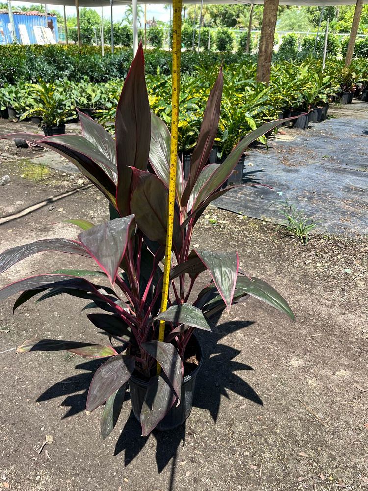 cordyline-fruticosa-red-sister-ti-plant-cordyline-terminalis-dracaena-terminalis