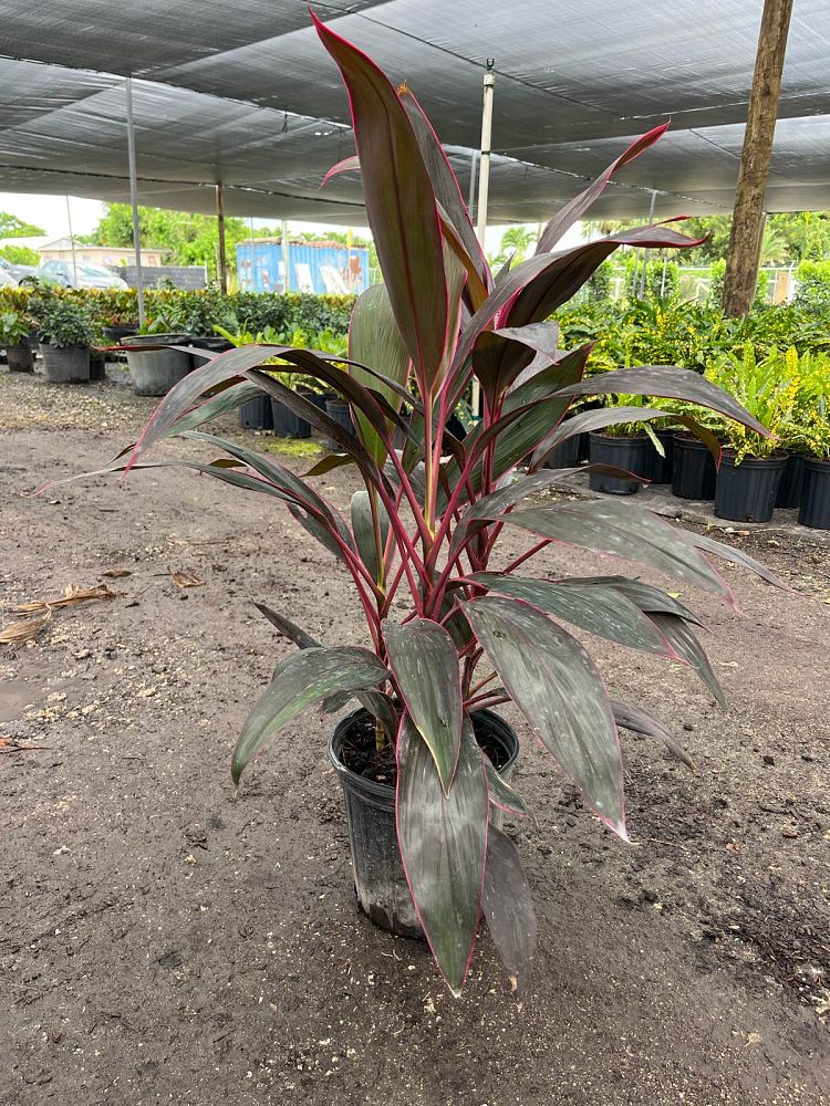 cordyline-fruticosa-red-sister-ti-plant-cordyline-terminalis-dracaena-terminalis