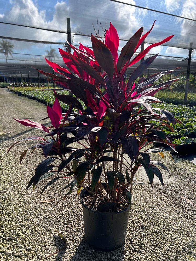 cordyline-fruticosa-red-sister-ti-plant-cordyline-terminalis-dracaena-terminalis