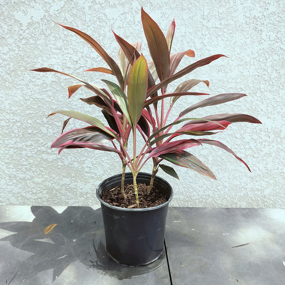 cordyline-fruticosa-red-sister-ti-plant-cordyline-terminalis-dracaena-terminalis