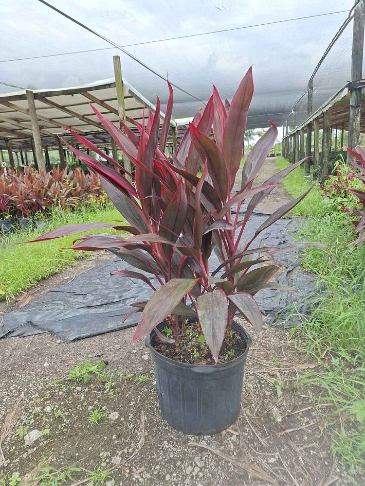 cordyline-fruticosa-red-sister-ti-plant-cordyline-terminalis-dracaena-terminalis