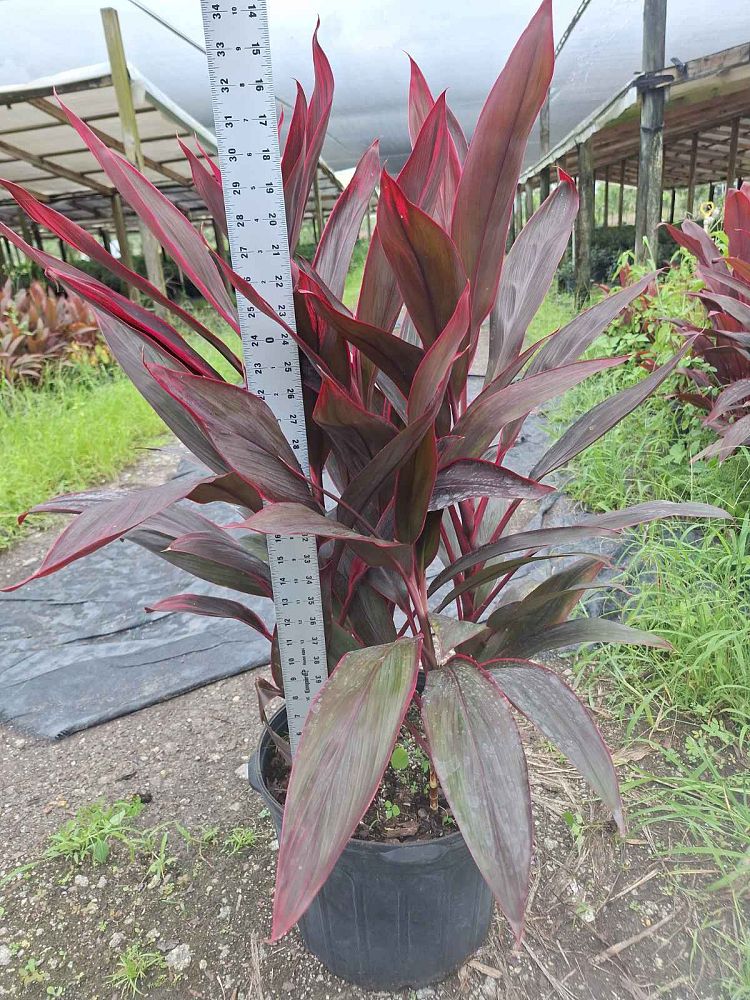 cordyline-fruticosa-red-sister-ti-plant-cordyline-terminalis-dracaena-terminalis