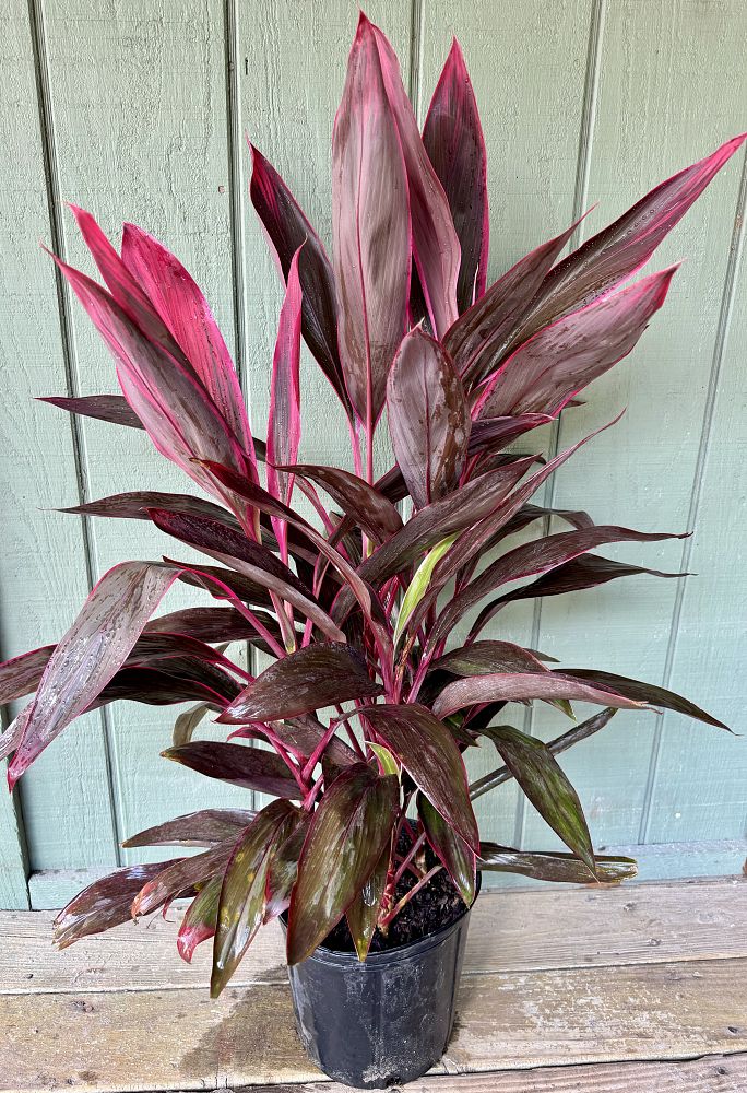 cordyline-fruticosa-red-sister-ti-plant-cordyline-terminalis-dracaena-terminalis