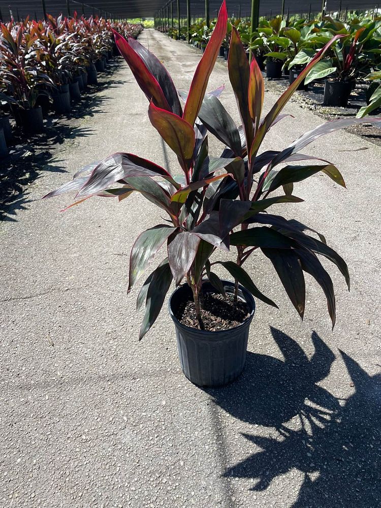 cordyline-fruticosa-red-sister-ti-plant-cordyline-terminalis-dracaena-terminalis