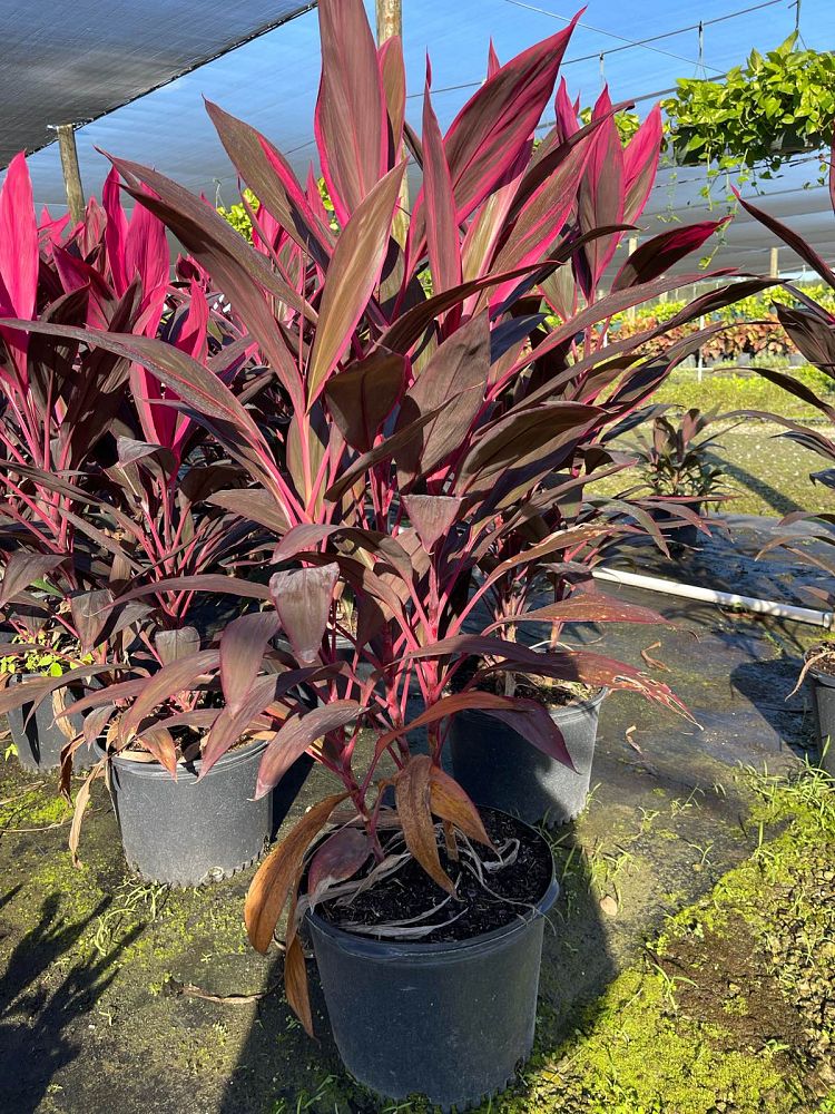 cordyline-fruticosa-red-sister-ti-plant-cordyline-terminalis-dracaena-terminalis