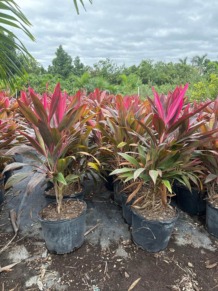 cordyline-fruticosa-red-sister-ti-plant-cordyline-terminalis-dracaena-terminalis