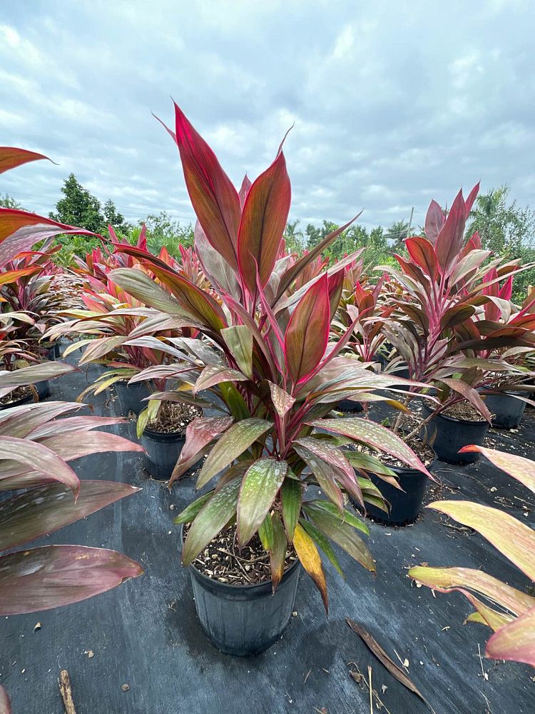 cordyline-fruticosa-red-sister-ti-plant-cordyline-terminalis-dracaena-terminalis