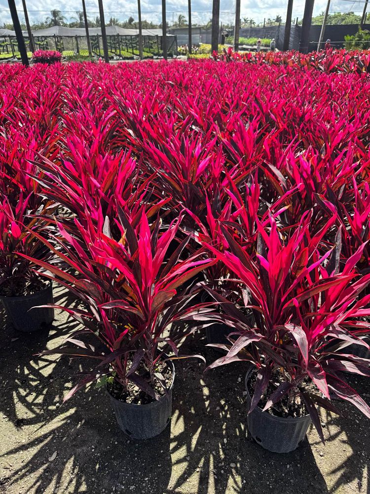 cordyline-fruticosa-red-sister-ti-plant-cordyline-terminalis-dracaena-terminalis