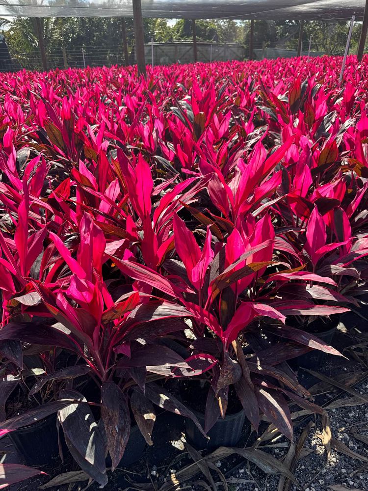 cordyline-fruticosa-red-sister-ti-plant-cordyline-terminalis-dracaena-terminalis