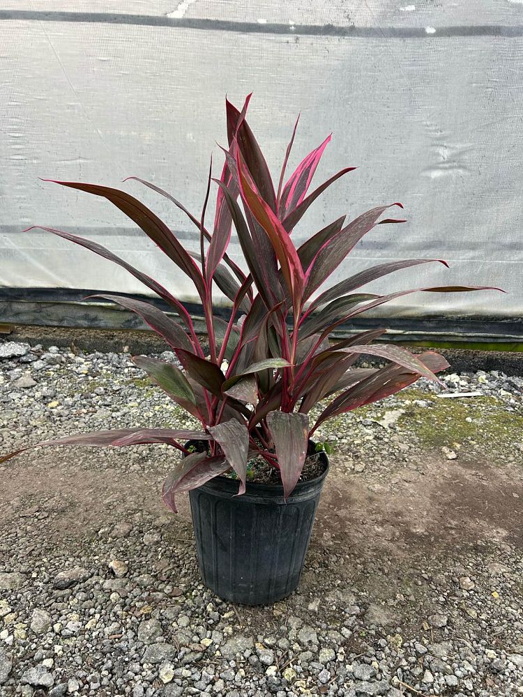 cordyline-fruticosa-red-sister-ti-plant-cordyline-terminalis-dracaena-terminalis