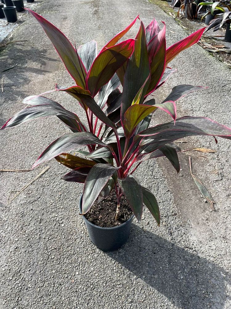 cordyline-fruticosa-red-sister-ti-plant-cordyline-terminalis-dracaena-terminalis