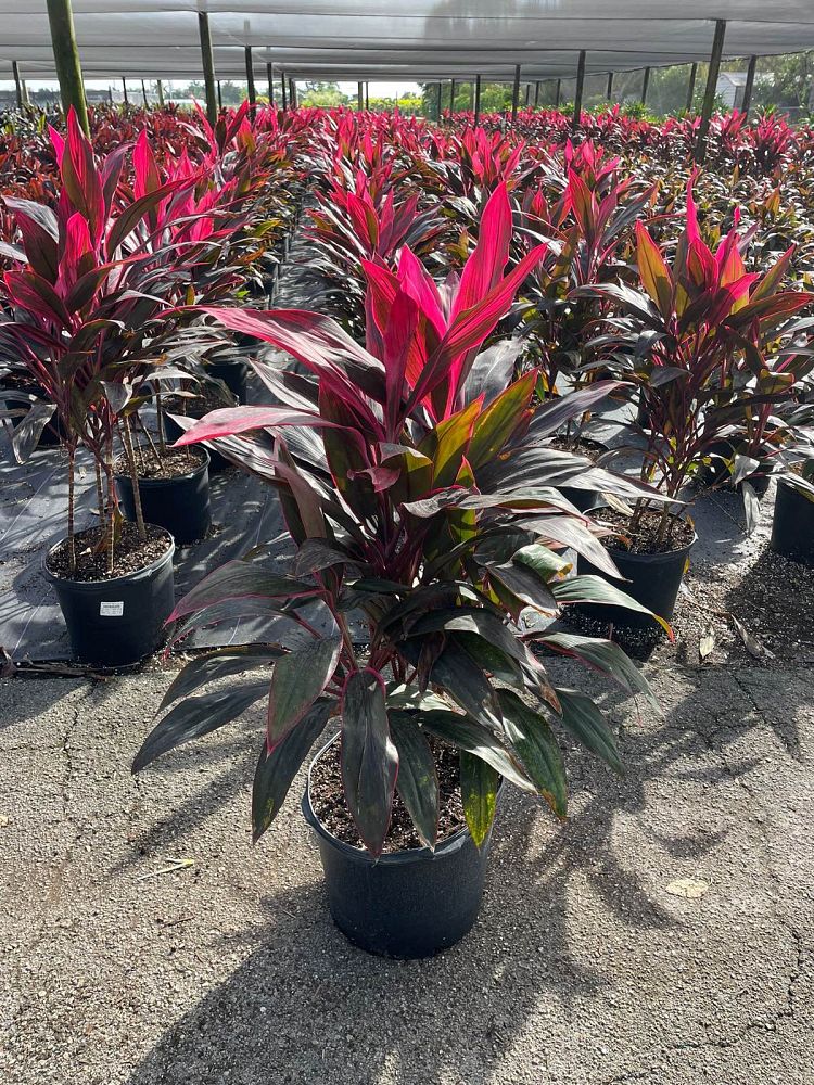 cordyline-fruticosa-red-sister-ti-plant-cordyline-terminalis-dracaena-terminalis