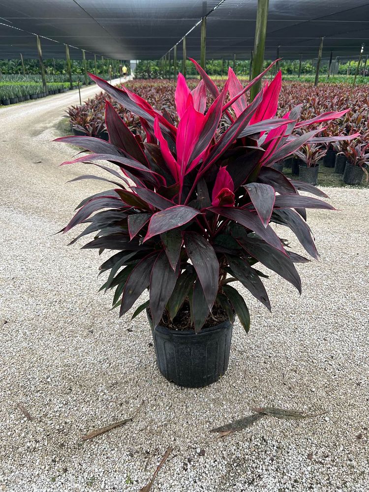 cordyline-fruticosa-red-sister-ti-plant-cordyline-terminalis-dracaena-terminalis