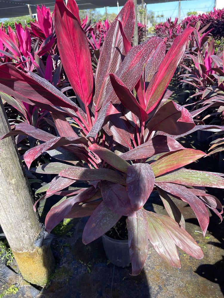 cordyline-fruticosa-red-sister-ti-plant-cordyline-terminalis-dracaena-terminalis