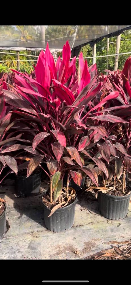 cordyline-fruticosa-red-sister-ti-plant-cordyline-terminalis-dracaena-terminalis