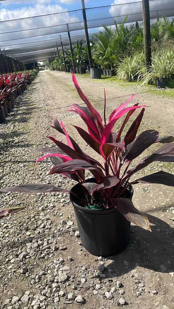 cordyline-fruticosa-red-sister-ti-plant-cordyline-terminalis-dracaena-terminalis