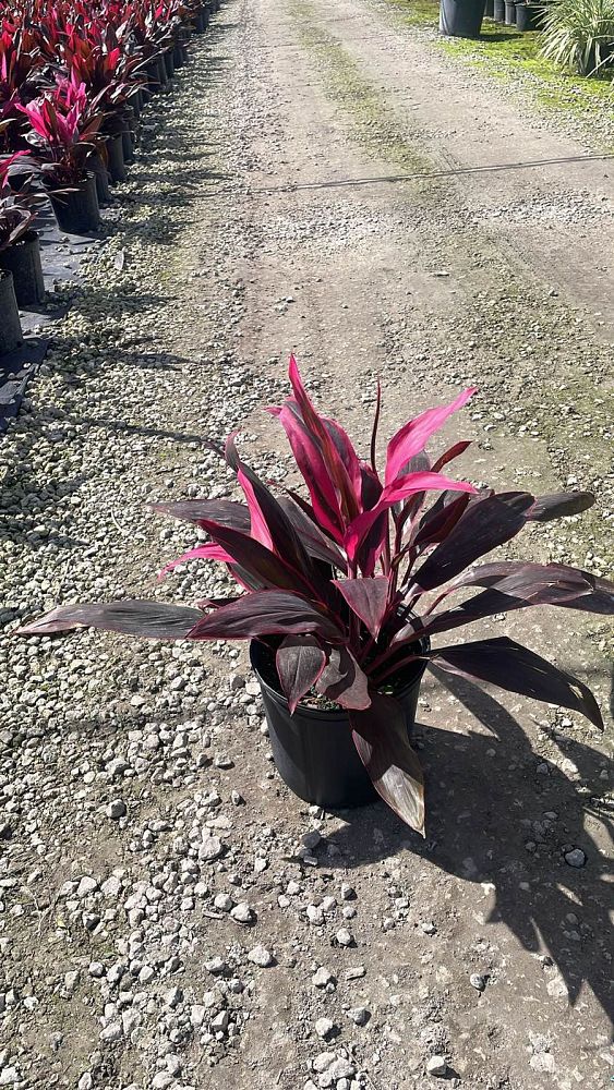 cordyline-fruticosa-red-sister-ti-plant-cordyline-terminalis-dracaena-terminalis