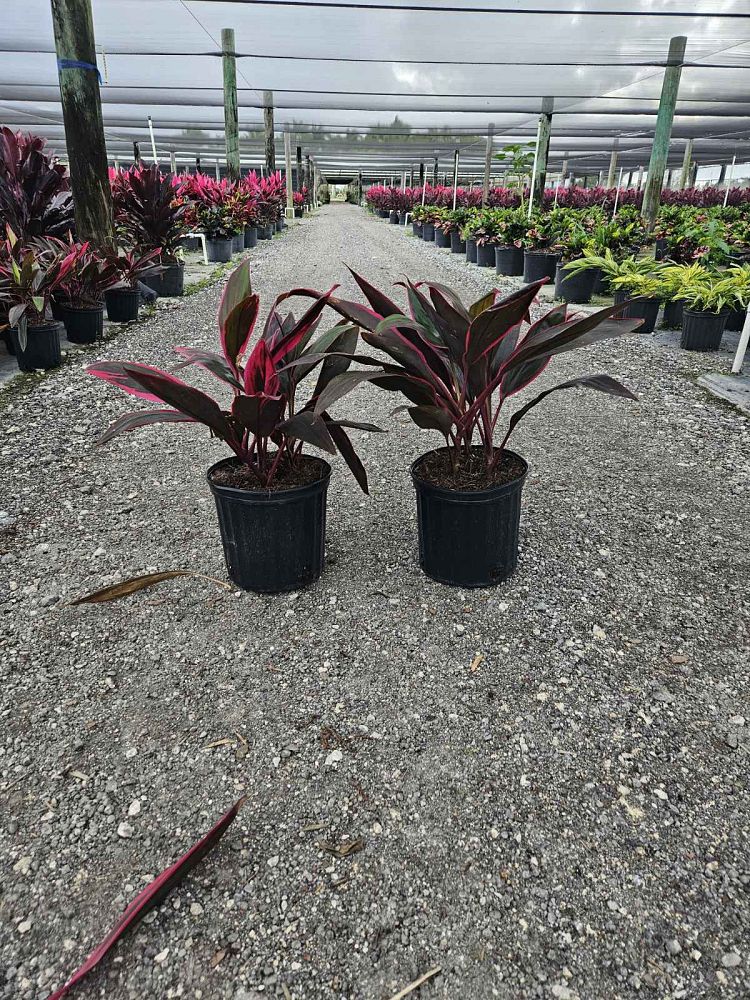 cordyline-fruticosa-red-sister-ti-plant-cordyline-terminalis-dracaena-terminalis