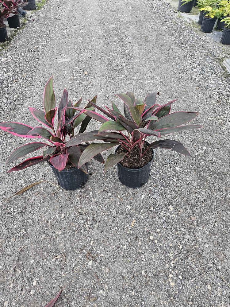 cordyline-fruticosa-red-sister-ti-plant-cordyline-terminalis-dracaena-terminalis