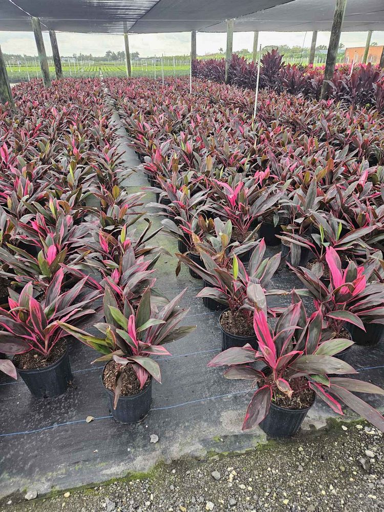 cordyline-fruticosa-red-sister-ti-plant-cordyline-terminalis-dracaena-terminalis