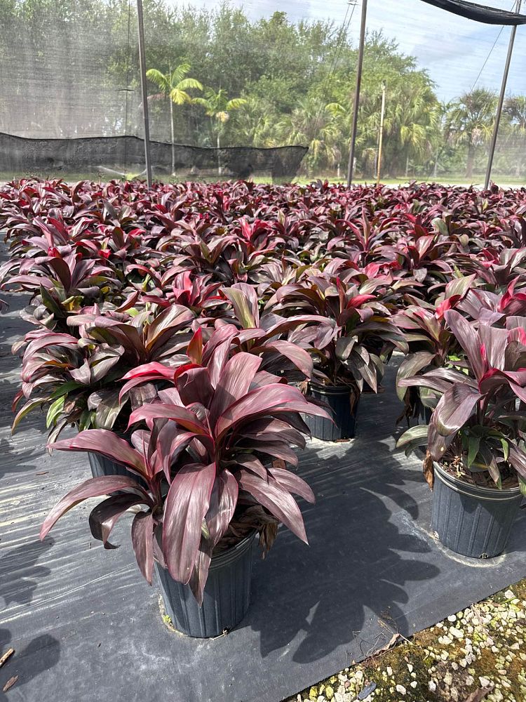 cordyline-fruticosa-ruby-red-ti-plant-cordyline-terminalis-dracaena-terminalis