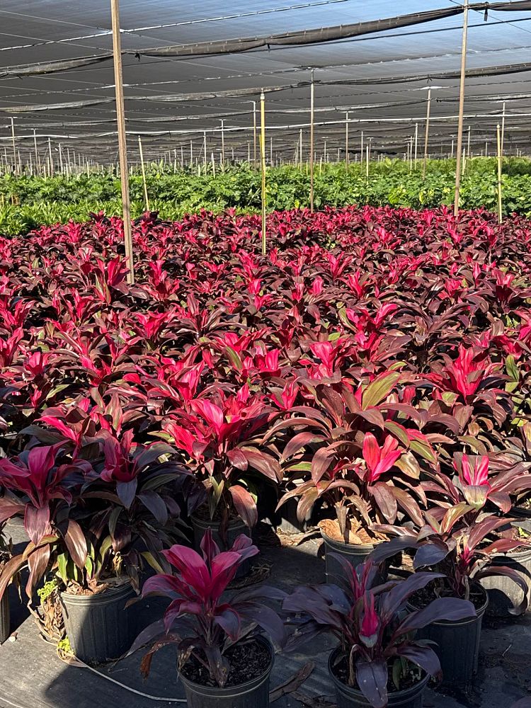 cordyline-fruticosa-ruby-red-ti-plant-cordyline-terminalis-dracaena-terminalis