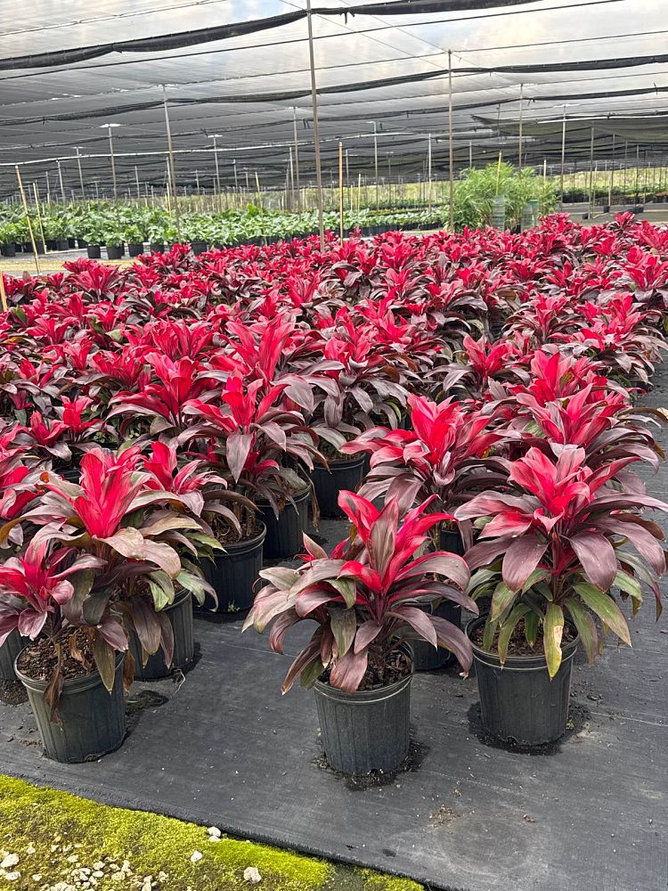 cordyline-fruticosa-ruby-red-ti-plant-cordyline-terminalis-dracaena-terminalis