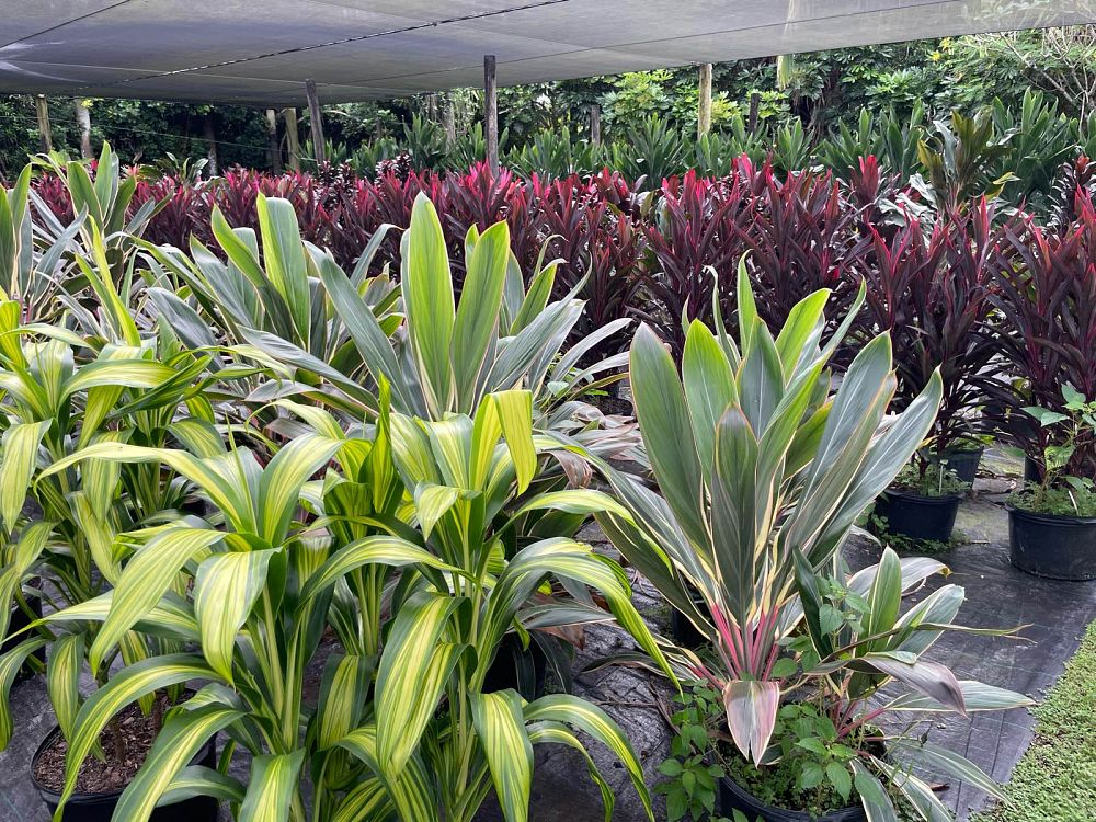 cordyline-ti-plant