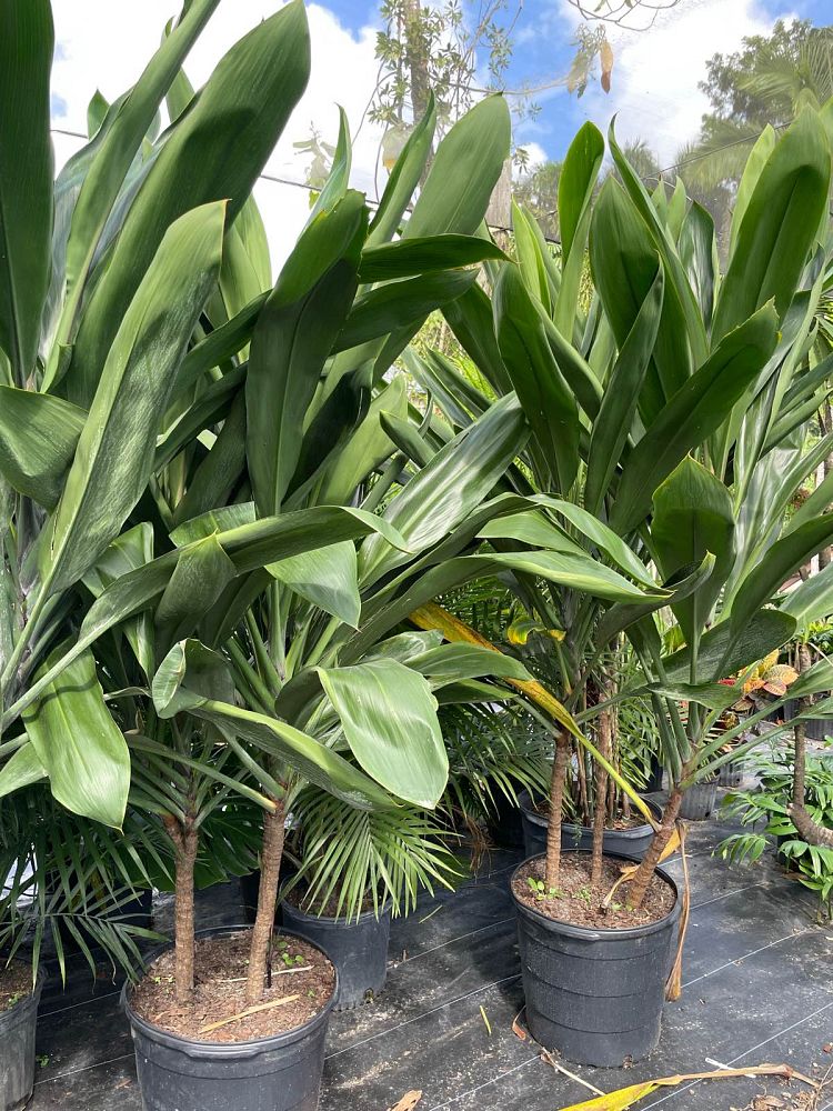 cordyline-ti-plant