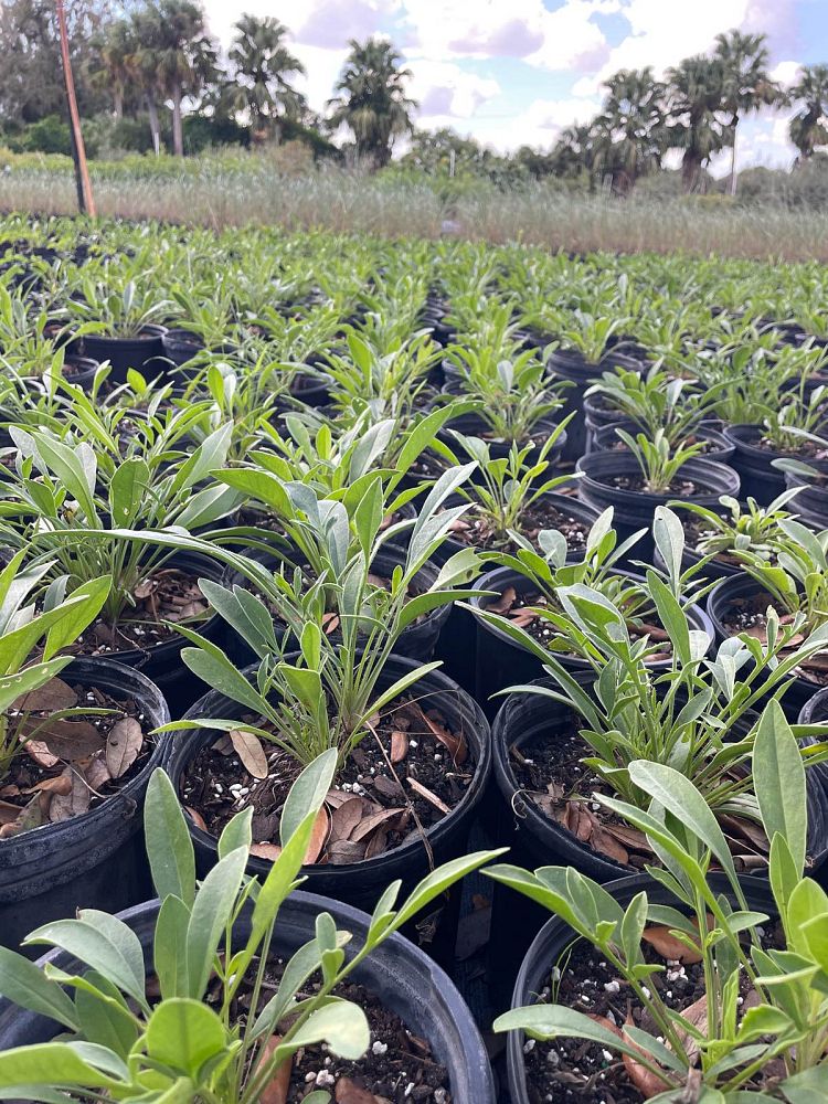 coreopsis-lanceolata-lanceleaf-tickseed