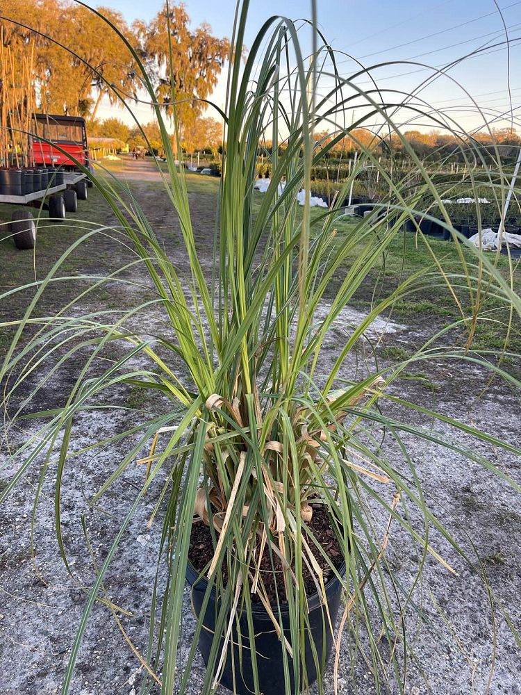 cortaderia-pampas-grass