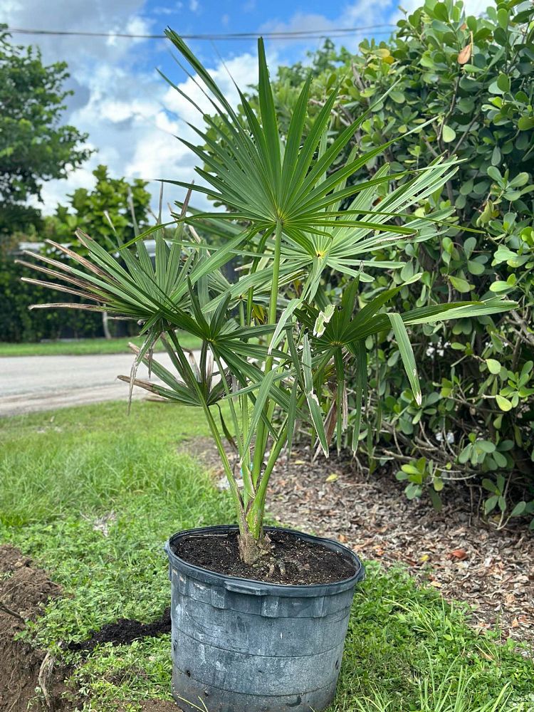 corypha-umbraculifera-talipot-palm