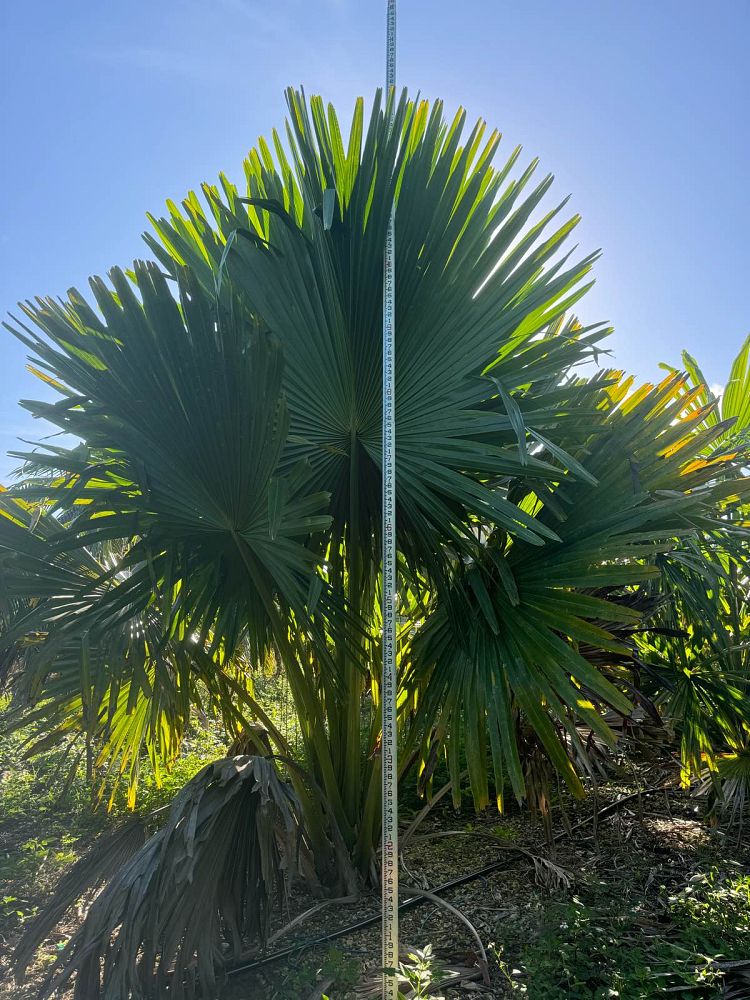 corypha-umbraculifera-talipot-palm