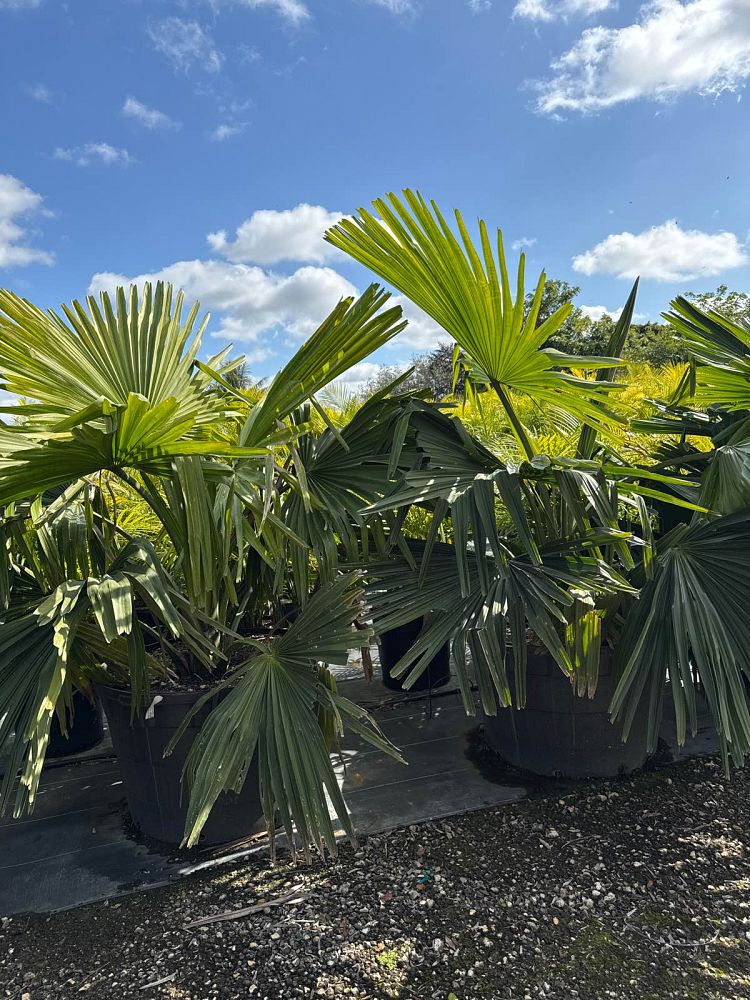 corypha-umbraculifera-talipot-palm