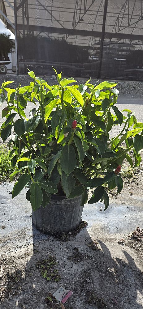 costus-woodsonii-red-button-ginger