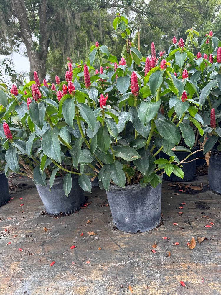 costus-woodsonii-red-button-ginger