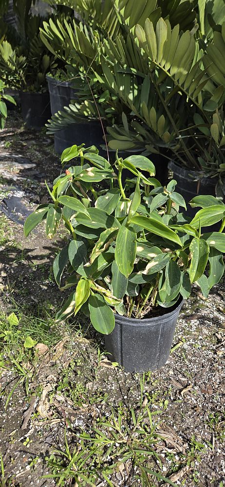 costus-woodsonii-red-button-ginger