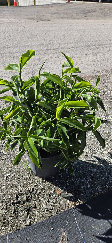 costus-woodsonii-red-button-ginger