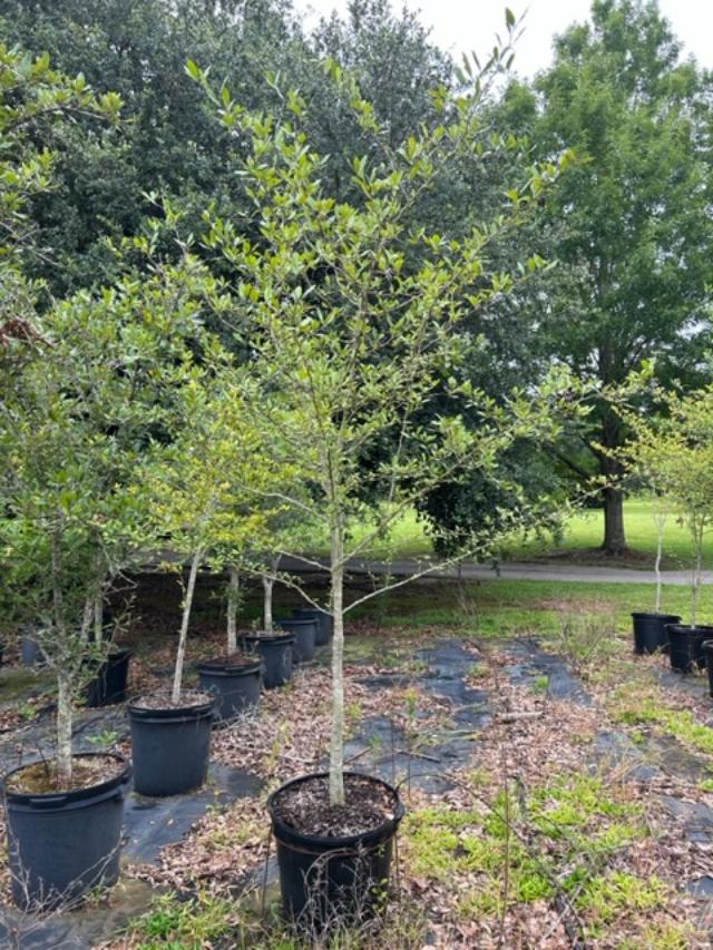 crataegus-aestivalis-mayhaw-american-native