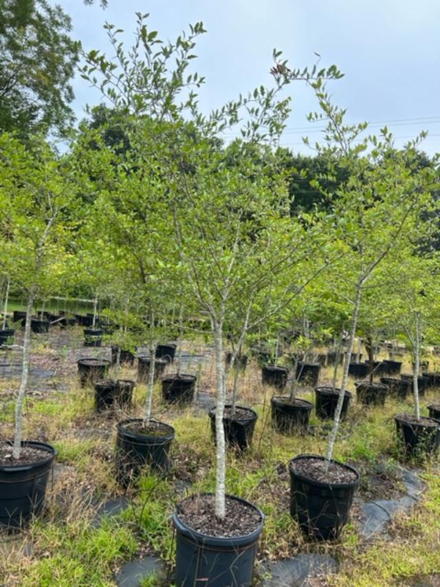 crataegus-aestivalis-mayhaw-american-native