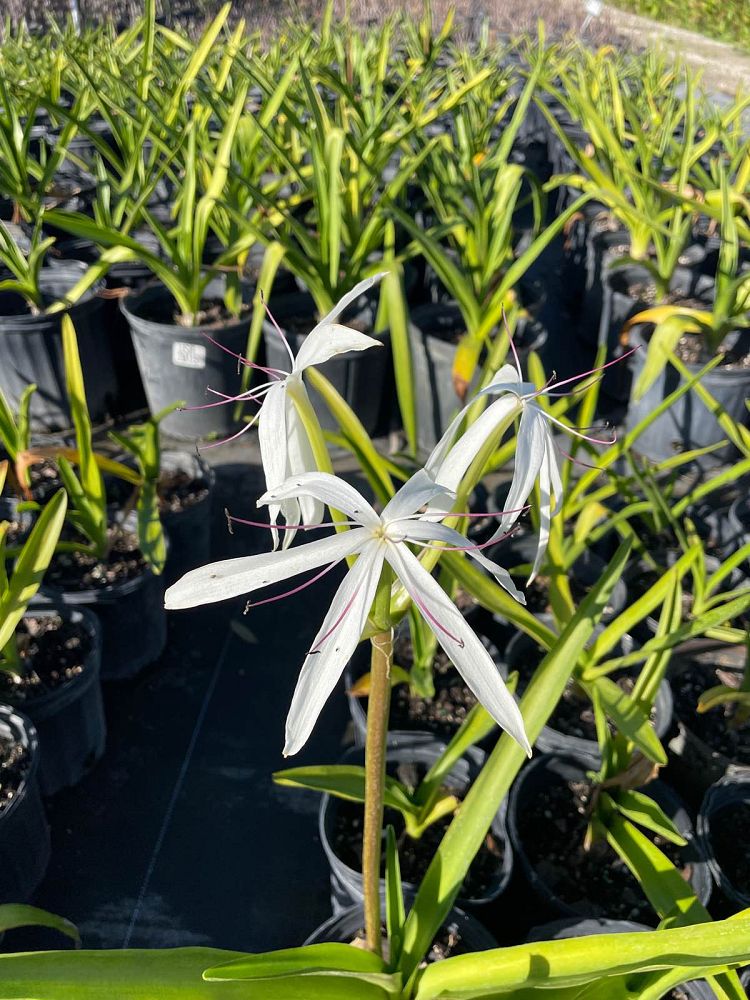 crinum-americanum-string-swamp-lily-crinum-lily