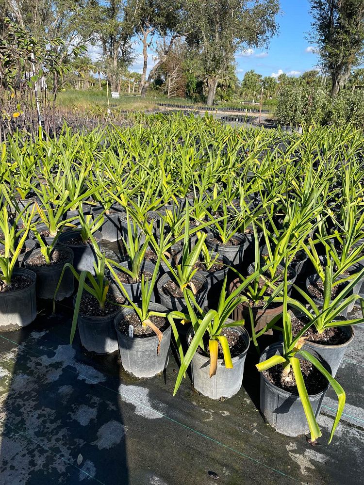 crinum-americanum-string-swamp-lily-crinum-lily