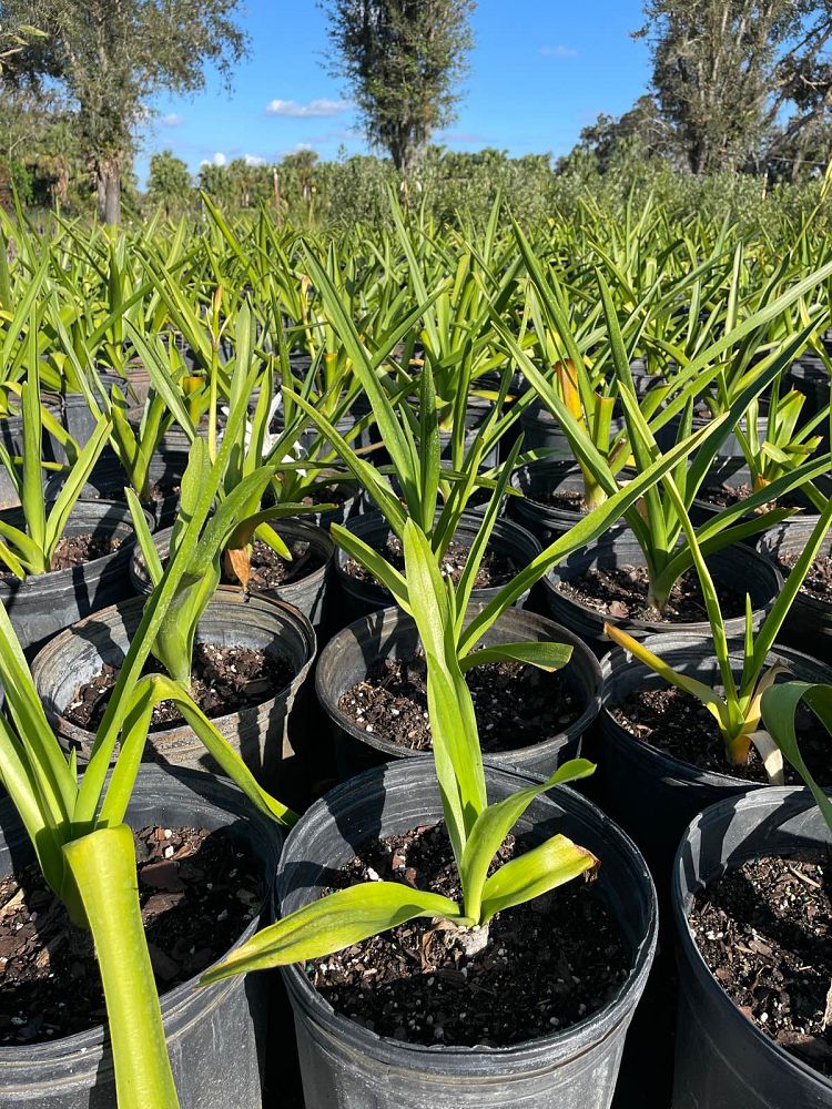 crinum-americanum-string-swamp-lily-crinum-lily