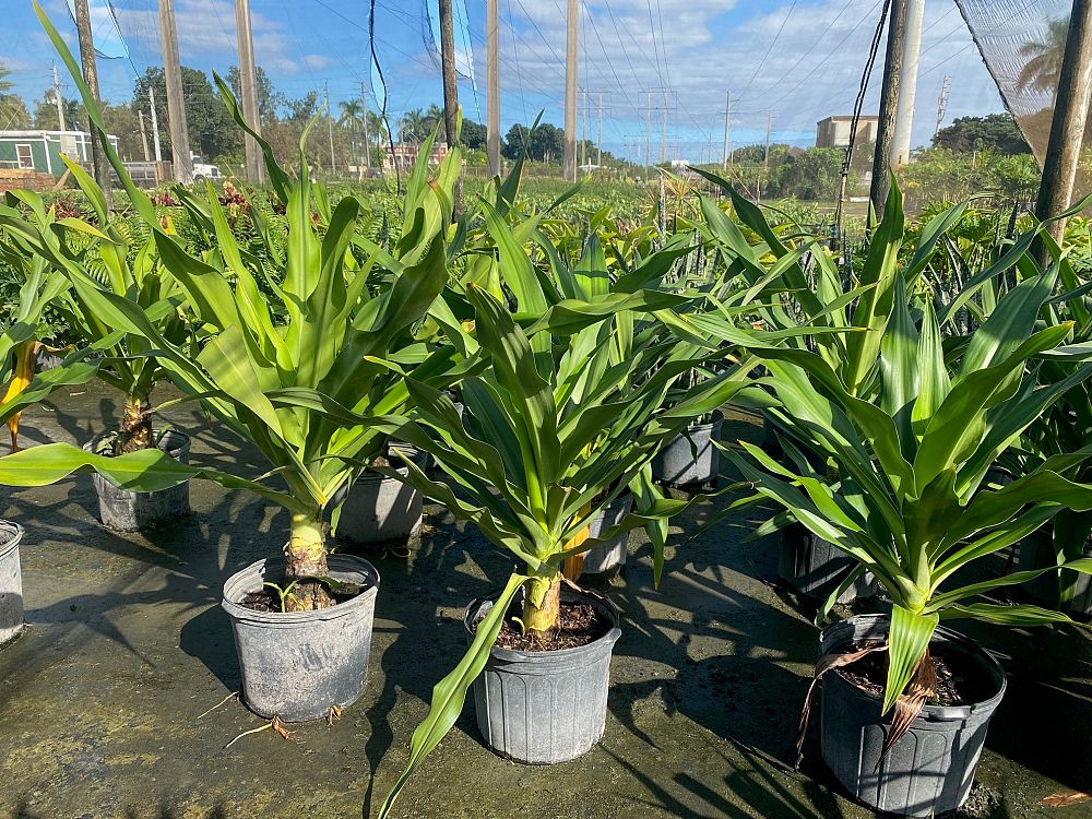 crinum-angustifolium-crinum-lily