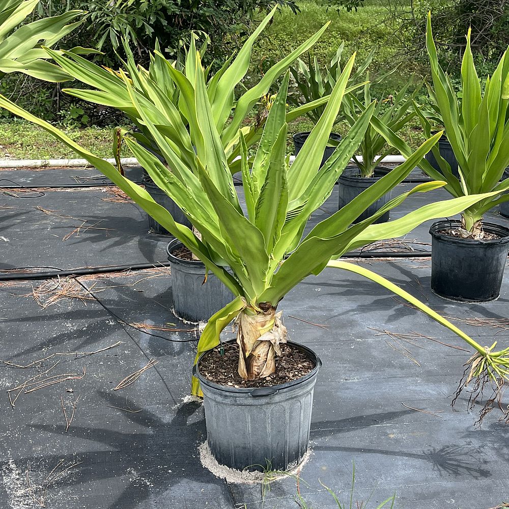 crinum-asiaticum-crinum-lily-tree-crinum