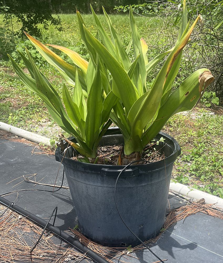 crinum-asiaticum-crinum-lily-tree-crinum