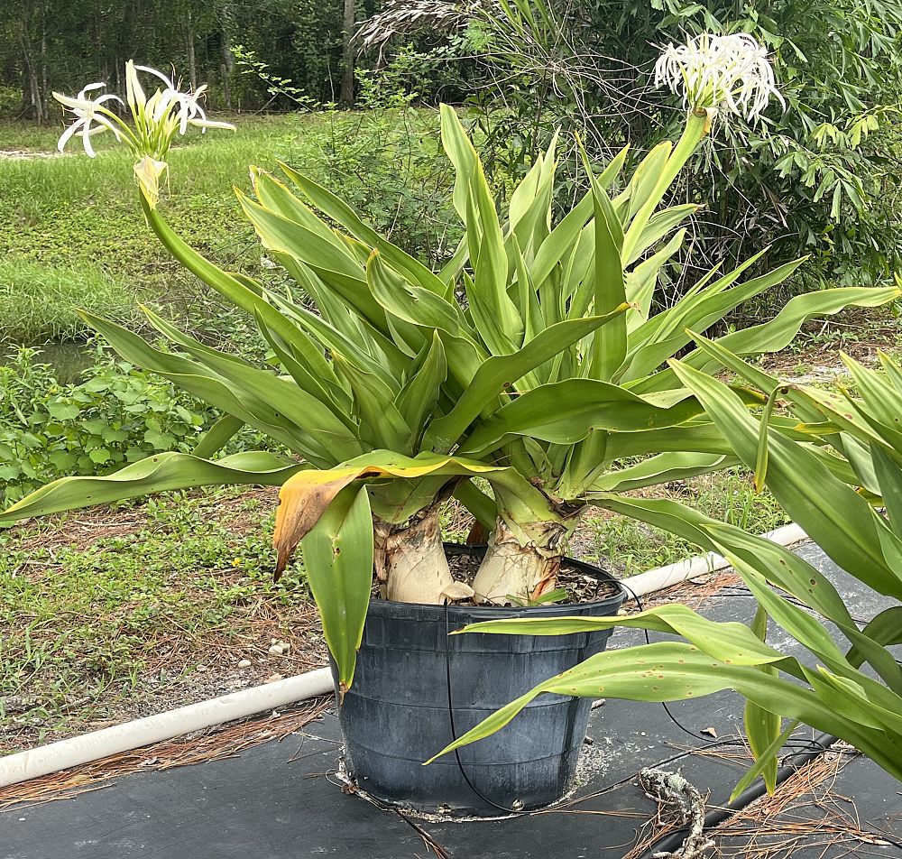 crinum-asiaticum-crinum-lily-tree-crinum