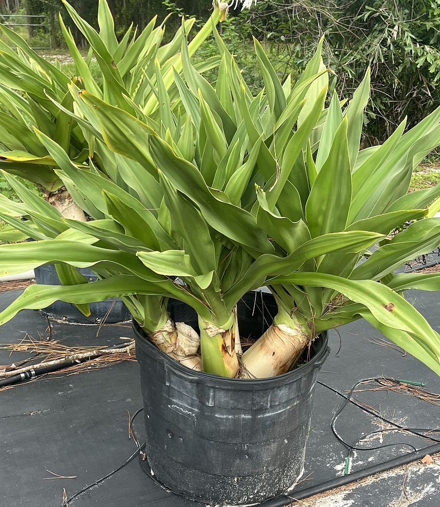 crinum-asiaticum-crinum-lily-tree-crinum